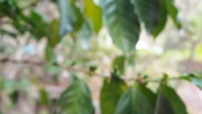 Sluit omhoog onrijpe koffiebonen in koffietakken, biologische landbouwinstallaties in Azië, groene onrijpe koffiebonen op boom stock video Sluit omhoog onrijpe koffiebonen in koffietakken, biologische landbouwinstallaties in Azië, groene onrijpe koffiebonen op boom stock video