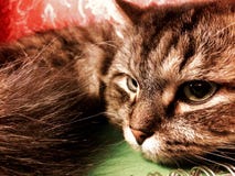 Sluit omhoog portret van groen-eyed katten Siberisch ras royalty-vrije stock afbeeldingen Sluit omhoog portret van groen-eyed katten Siberisch ras royalty-vrije stock afbeeldingen