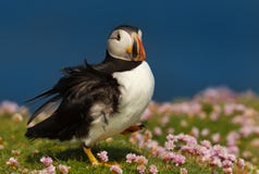 Sluit omhoog van Atlantische papegaaiduiker in zuinigheid stock afbeelding Sluit omhoog van Atlantische papegaaiduiker in zuinigheid stock afbeelding