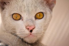 Sluit omhoog van binnenlandse kat stock afbeelding Sluit omhoog van binnenlandse kat stock afbeelding