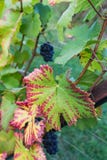 Sluit omhoog van blauwe Wijnstok van druiven en kleurrijke de herfstbladeren onder stock afbeeldingen Sluit omhoog van blauwe Wijnstok van druiven en kleurrijke de herfstbladeren onder stock afbeeldingen