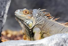 Sluit omhoog van de grijze en bruine gekleurde mooie hagedis van Leguaanleguan stock foto's Sluit omhoog van de grijze en bruine gekleurde mooie hagedis van Leguaanleguan stock foto's