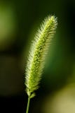 Sluit omhoog van de Groene Vossestaart & x28; Vosstaart & x29; Gras royalty-vrije stock afbeeldingen Sluit omhoog van de Groene Vossestaart & x28; Vosstaart & x29; Gras royalty-vrije stock afbeeldingen
