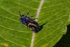 Sluit omhoog van de Larven van een Harlekijnonzelieveheersbeestje rustend op een groen wilgenblad in een tuin royalty-vrije stock foto's Sluit omhoog van de Larven van een Harlekijnonzelieveheersbeestje rustend op een groen wilgenblad in een tuin royalty-vrije stock foto's