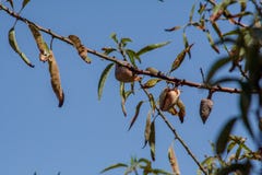 Sluit omhoog van een amandeltak met fruit stock afbeelding Sluit omhoog van een amandeltak met fruit stock afbeelding