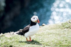 Sluit omhoog van een artica van papegaaiduikerfratercula royalty-vrije stock afbeelding Sluit omhoog van een artica van papegaaiduikerfratercula royalty-vrije stock afbeelding
