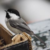 Sluit omhoog van een zwarte afgedekte chickadee royalty-vrije stock foto's Sluit omhoog van een zwarte afgedekte chickadee royalty-vrije stock foto's