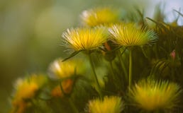 Sluit omhoog van gele wilde bloemen Hardy Ice Plant in Bloei royalty-vrije stock afbeeldingen Sluit omhoog van gele wilde bloemen Hardy Ice Plant in Bloei royalty-vrije stock afbeeldingen