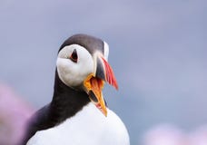 Sluit omhoog van het Atlantische papegaaiduiker roepen stock foto's Sluit omhoog van het Atlantische papegaaiduiker roepen stock foto's