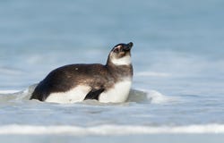 Sluit omhoog van jonge Magellanic-pinguïn in water stock afbeelding Sluit omhoog van jonge Magellanic-pinguïn in water stock afbeelding