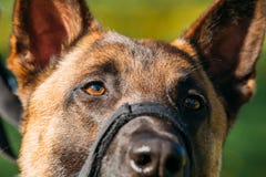 Sluit omhoog van Malinois-Hond met Snuit Belgische Herder Dog Portrait royalty-vrije stock afbeeldingen Sluit omhoog van Malinois-Hond met Snuit Belgische Herder Dog Portrait royalty-vrije stock afbeeldingen