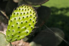 Sluit omhoog van nieuw stekelige perenblad royalty-vrije stock fotografie Sluit omhoog van nieuw stekelige perenblad royalty-vrije stock fotografie