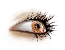 Sluit omhoog van oog met lange zwepen stock illustratie Sluit omhoog van oog met lange zwepen stock illustratie