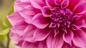 Sluit omhoog van roze bloem: aster met roze bloemblaadjes en geel hart voor achtergrond of textuur royalty-vrije stock afbeeldingen Sluit omhoog van roze bloem: aster met roze bloemblaadjes en geel hart voor achtergrond of textuur royalty-vrije stock afbeeldingen