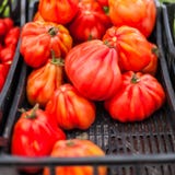 Sluit omhoog van verse organische tomaten bij openluchtlandbouwersmarkt Hij Royalty-vrije Stock Afbeelding Sluit omhoog van verse organische tomaten bij openluchtlandbouwersmarkt Hij Royalty-vrije Stock Afbeelding