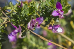 Sluit omhoog van vier Zoete Pea Shrub Petite Butterfly-bloemen stock foto Sluit omhoog van vier Zoete Pea Shrub Petite Butterfly-bloemen stock foto