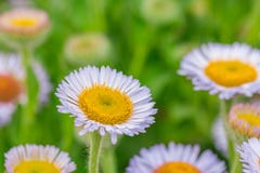 Sluit omhoog van zachte purpere bloemen in gardan Stock Foto Sluit omhoog van zachte purpere bloemen in gardan Stock Foto
