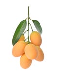 Sluit omhoog, zoet Marian geïsoleerd pruim Thais fruit mayongchid royalty-vrije stock afbeelding Sluit omhoog, zoet Marian geïsoleerd pruim Thais fruit mayongchid royalty-vrije stock afbeelding