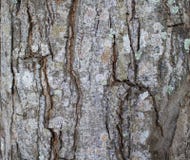 Slut för textur för trädskäll upp fotoet Brun och grå wood bakgrund vektor illustrationer Slut för textur för trädskäll upp fotoet Brun och grå wood bakgrund vektor illustrationer