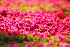 Slut upp av en härlig blomma royaltyfri bild Slut upp av en härlig blomma royaltyfri bild