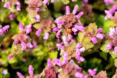 Slut upp blommor och nyckelpiga för härlig vår purpurfärgade stock illustrationer Slut upp blommor och nyckelpiga för härlig vår purpurfärgade stock illustrationer