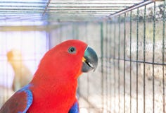 Slut upp den kvinnliga eclectuspapegojaEclectus roratusen Royaltyfri Bild Slut upp den kvinnliga eclectuspapegojaEclectus roratusen Royaltyfri Bild