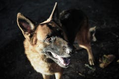 Slut upp tysk herde eller schäfer, ung tysk herde, tysk herde på gräset, hund i parkera arkivfoton Slut upp tysk herde eller schäfer, ung tysk herde, tysk herde på gräset, hund i parkera arkivfoton