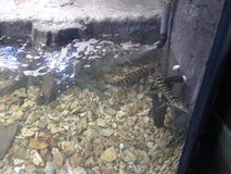 Small alligators in a water tank 1 stock images Small alligators in a water tank 1 stock images