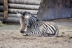 Small Baby Chapman`s Zebra Lying on Ground royalty free stock photography Small Baby Chapman`s Zebra Lying on Ground royalty free stock photography