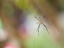 Small black red spider on web in nature waiting bug insect for food stock photo Small black red spider on web in nature waiting bug insect for food stock photo