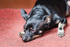 A small black smooth-haired dog rests on a pink carpet with sadness in the eyes royalty free stock images A small black smooth-haired dog rests on a pink carpet with sadness in the eyes royalty free stock images