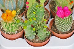 Small blooming cacti of different colors royalty free stock image Small blooming cacti of different colors royalty free stock image