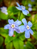 Small blue flowers stock photography Small blue flowers stock photography