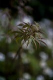 Small branch of acer atropurpureum, japanese maple royalty free stock photos Small branch of acer atropurpureum, japanese maple royalty free stock photos