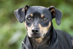 Miniature Pinscher Manchester Terrier mixed breed dog adoption photo. Small breed black and tan Pinscher or Manchester Terrier mixed breed dog outdoors on picnic Stock Photo Miniature Pinscher Manchester Terrier mixed breed dog adoption photo. Small breed black and tan Pinscher or Manchester Terrier mixed breed dog outdoors on picnic Stock Photo