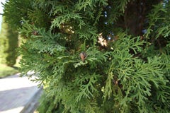 Small brown cones on a royalty free stock photography Small brown cones on a royalty free stock photography