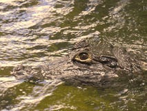 Small Brown Yacare caiman head royalty free stock photo Small Brown Yacare caiman head royalty free stock photo