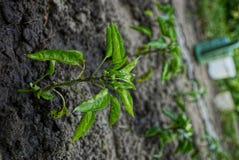 Small bushes of plants on the garden in the ground royalty free stock photo Small bushes of plants on the garden in the ground royalty free stock photo