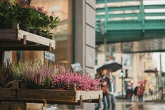 A small business for selling flowers in a German city. Beautiful pink and purple flowers knospenheide and calluna stock photography A small business for selling flowers in a German city. Beautiful pink and purple flowers knospenheide and calluna stock photography