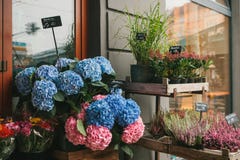 A small business for selling flowers in a German city. Beautiful pink and purple flowers knospenheide and calluna stock photo A small business for selling flowers in a German city. Beautiful pink and purple flowers knospenheide and calluna stock photo