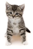 Small Cat Stock Images Small Cat Stock Images