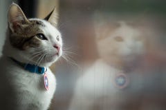 A small cat looking out a window stock image A small cat looking out a window stock image