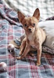Chihuahua royalty free stock photo Chihuahua royalty free stock photo