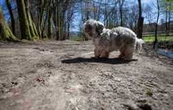 Small chinese dog stock photography Small chinese dog stock photography