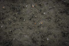 Small colorful Fiddler crab royalty free stock photography Small colorful Fiddler crab royalty free stock photography