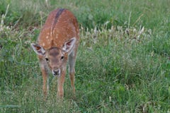 Small Cub Spotted Deer Royalty Free Stock Photo