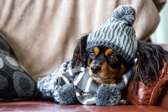 Small dog on a couch with winter gear on stock photo Small dog on a couch with winter gear on stock photo
