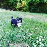 Puppy Chihuahua running on the field of grass and clover royalty free stock photos Puppy Chihuahua running on the field of grass and clover royalty free stock photos