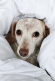 Small Dog Under the Covers stock image Small Dog Under the Covers stock image