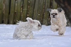 Small Dogs playing in snow Royalty Free Stock Photos Small Dogs playing in snow Royalty Free Stock Photos